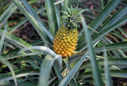 Pineapple plant